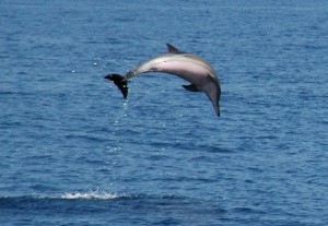 Delfinschau nur für uns privat!
